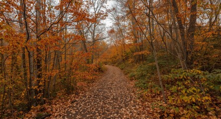 Obraz premium A Calm and Peaceful Hike Along an Autumn Colored Nature Trail