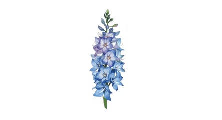 Fototapeta premium Delphinium flowers hand painted with bright hues isolated on white background