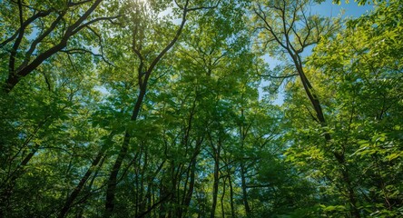 Fototapeta premium Bright sunlit treetop vista showing diverse forest ecosystem