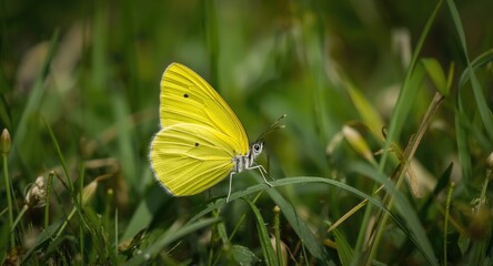 Bright yellow butterfly captured in full length on grass