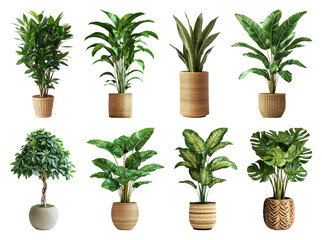 Obraz premium PNG Lush indoor potted plants variety on transparent background