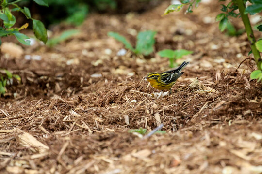 yellow warbler eating a spider