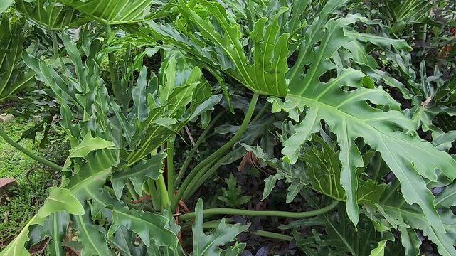 Tropical green leaves with unique shapes, perfect for nature lovers. Vibrant tropical leaves showcasing stunning green foliage patterns. Close-up of tropical leaves with rich textures
