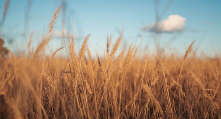 Obraz premium Blazing dry grass illuminated by calm spring daylight
