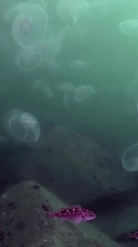 Witness the ethereal dance of countless moon jellyfish gracefully drifting through the vibrant blue-green waters of the Sea of Japan.