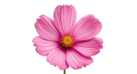 Obraz premium Vivid pink cosmos flower isolated on white background plus clipping path