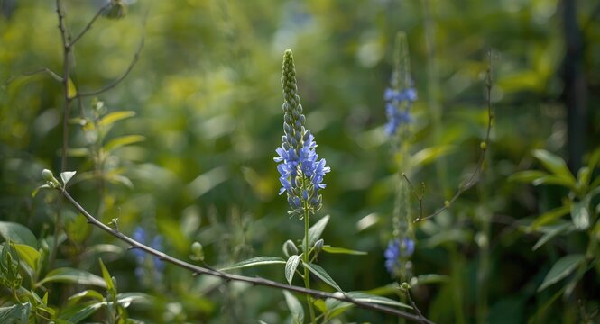 Blue dogbane blossoms glowing with fresh green foliage and slender branch accents in a tranquil natural area