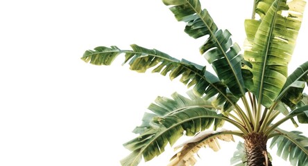 Banana palm tree artwork in watercolor style with white empty background