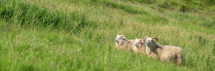 Fototapeta premium Long horned icelandic sheep grazing in the mountain, Iceland panoramic web banner