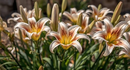 Fototapeta premium Delightful spring lilies in full bloom under bright daylight