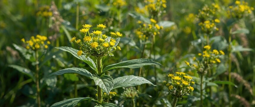 Bright summer day image of wild Inula helenium herb with broad leaves and flowers