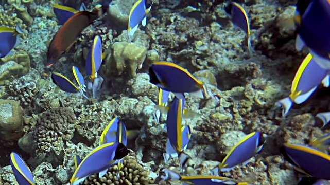 Watch as vibrant palette surgeonfish glide through a lively coral reef.