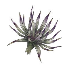 Obraz premium Purple and green tillandsia plant for decoration and botanical design, isolated on white background