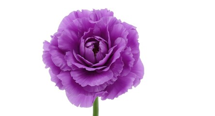 Fototapeta premium Beautiful purple carnation bloom on clean white backdrop
