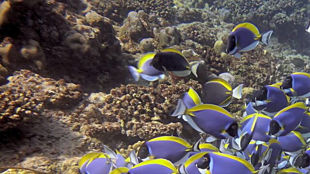 Dazzling school of Palette Surgeonfish, also known as Paracanthurus hepatus, gracefully navigates vibrant coral reef Their movements unfold in exquisite slow motion, revealing tranquil rhythm of ocean