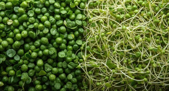 Colorful display of fresh snow pea microgreens and alfalfa sprouts highlighting superfood health benefits