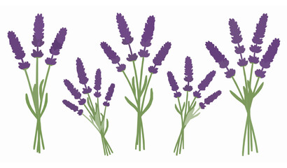 Obraz premium Minimalist lavender flower vector collection isolated on white background for illustration