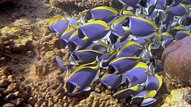 Witness a mesmerizing underwater spectacle as numerous Palette Surgeonfish Paracanthurus hepatus gather in their vibrant blue and yellow glory.