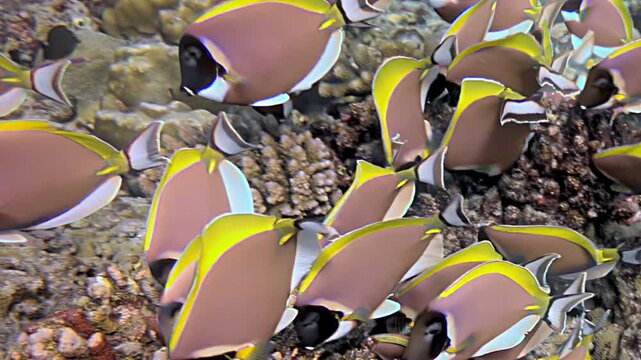 Witness the serene beauty of Palette Surgeonfish Paracanthurus hepatus in slow motion, gliding through a vibrant coral garden.