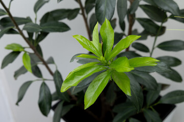 Fototapeta premium Young green shoots of a cherry laurel bush planted in a pot brought indoors for the winter, green cherry laurel leaves growing back in early spring,