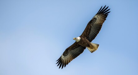 Fototapeta premium Eagle gliding gracefully in sky with plenty of copy space area