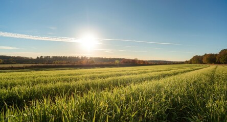 Fototapeta premium Bright early morning over lush green grass and clear blue sky in autumn