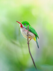 Colibrí en una rama  © Luciano