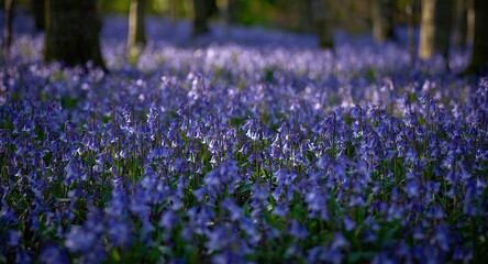 Fototapeta premium Beautiful bluebell blossoms covering natural forest ground