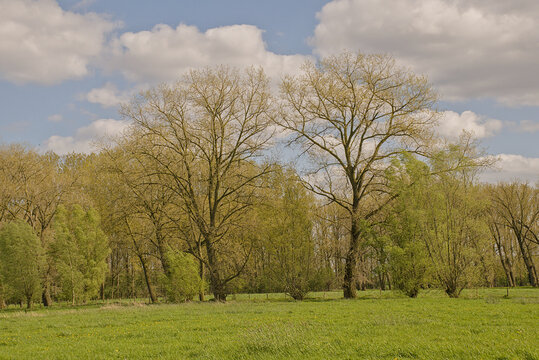 Meadow with rows of willow trees on a sunny spring day in Oude Kale nature reserve, Ghent, Flanders, Belgium 
