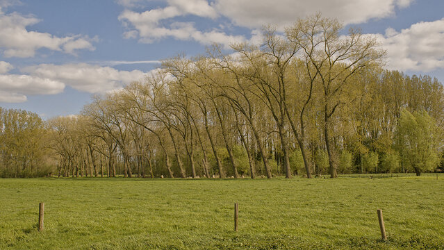 Meadow with rows of willow trees on a sunny spring day in Oude Kale nature reserve, Ghent, Flanders, Belgium 