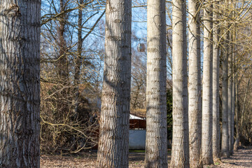Tall, slender trees stand in a quiet woodland. Bare branches reach skyward in soft sunlight. Tree trunks show textured bark and weathered patterns. Ground is covered with dry leaves and fallen twigs