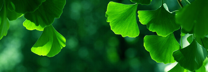 Beautiful ginkgo biloba leaves lit by soft sunlight, illustrating their unique fan-shaped form amidst a natural, green background. Shallow depth of field.