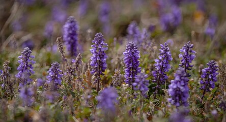 Obraz premium Colorful violet blossoms thriving in wild natural landscapes