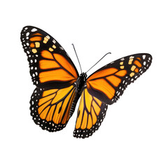 Obraz premium A monarch butterfly with open wings on transparent background