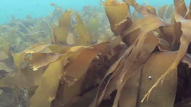 Lush, golden seaweed undulates rhythmically in the clear, sun-drenched waters off the California coast. The peaceful underwater vista is a vibrant ecosystem.
