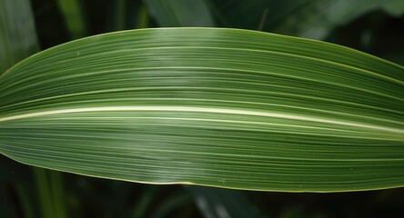 Dracaena fragrans cornstalk showing natural leaf texture and color