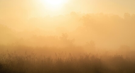 Obraz premium Warm sunlight filtering through morning fog