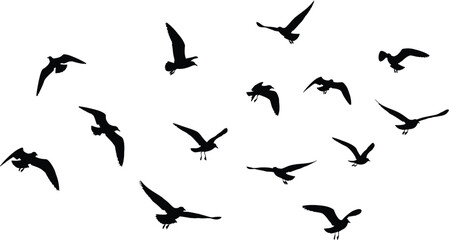 Flock of birds in flight on white background © Shuvro229