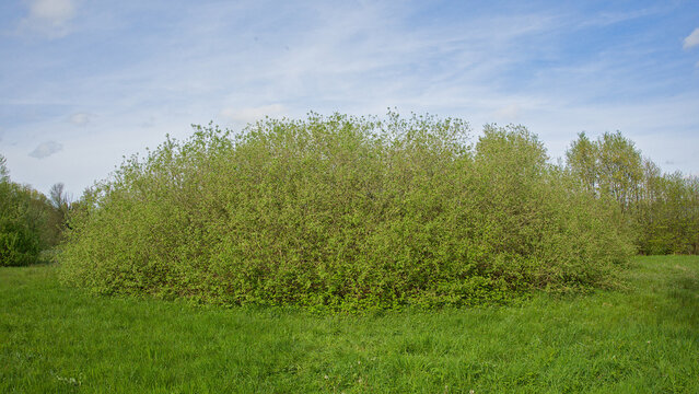 Willow bush in circular form in a meadow in Bourgoyen natre reserve, Ghent, Flanders, Belgium 