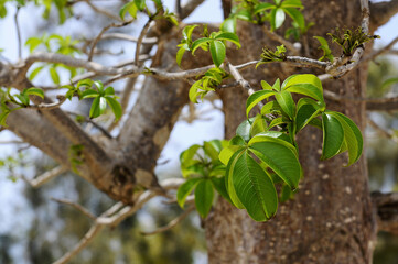 Feuillage d'un baobab