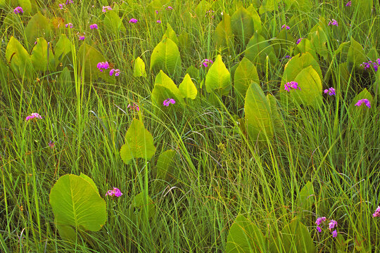Prairie dock, Silphium terebinthinaceum, and Prairie phlox, Phlox pilosa, in a Mesic Prairie