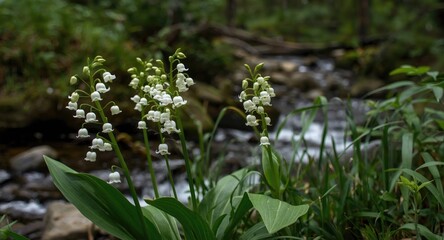 Fototapeta premium Beautiful lily of the valley flowers blooming along a mountain stream in a verdant setting