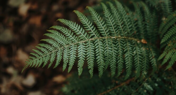 detailed fern leaf photograph captured with natural forest environment and copy space