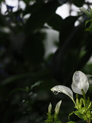 ​深度合成で捉えた白い花びらの先に宿る透明な一粒の水滴と暗い背景の神秘的なマクロ撮影 © tosimaro