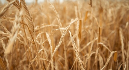 Obraz premium Close up of golden straw texture with abstract agricultural background