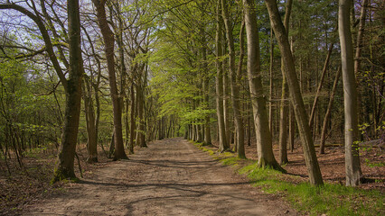 Fototapeta premium dirt road through a sunny spring forest in Lembeekse bossen nature reserve, Flanders, Belgium 