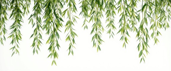 Obraz premium Delicate willow branches with fresh green leaves cascading softly on a plain white background conveying peacefulness
