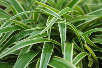 Natural textured background of densely growing green and white plant leaves