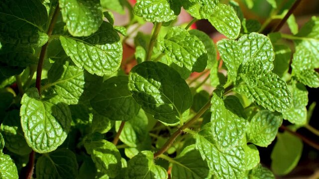 Fresh Mint Leaves with Sunlit Veins Close-Up