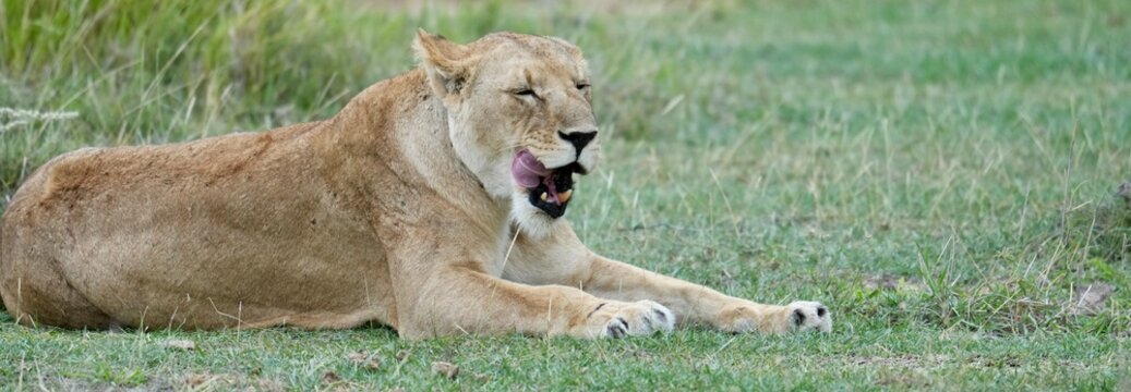 lionne tire la langue banni&egrave;re